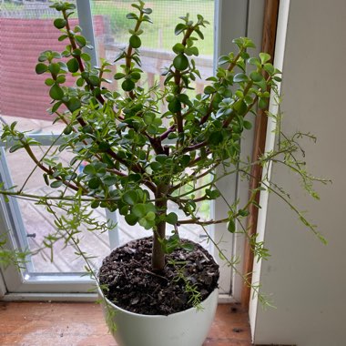 Crassula ovata syn. Crassula argentea, Crassula portulacea,Crassula obliqua,Crassula articulata,Crassula nitida,Crassula lucens.