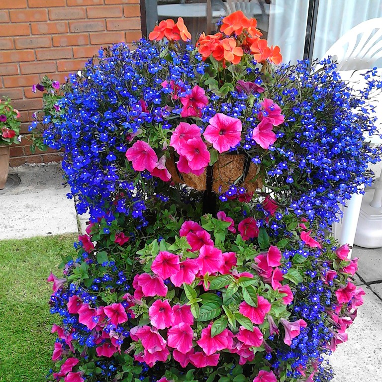 Helen's garden