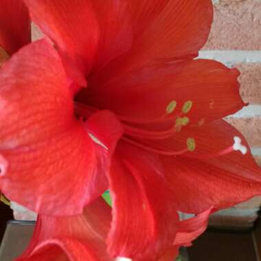 Hippeastrum (Amaryllis)