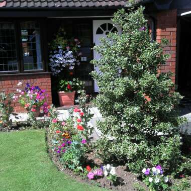 Helen's garden