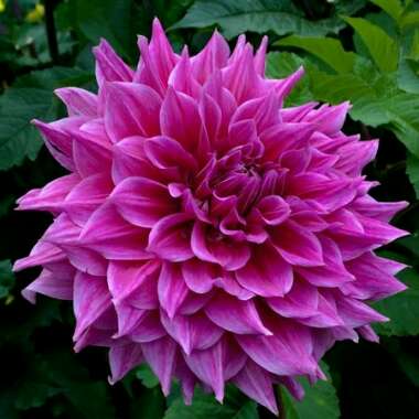 Helen's garden