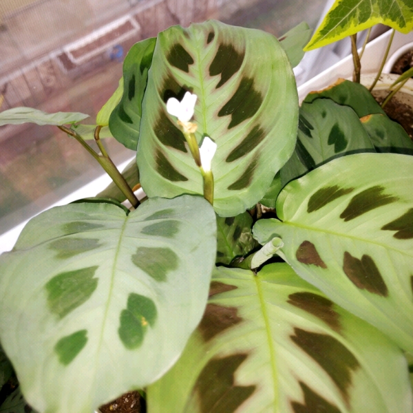 Plant image Maranta leuconeura 'Kerchoveana'