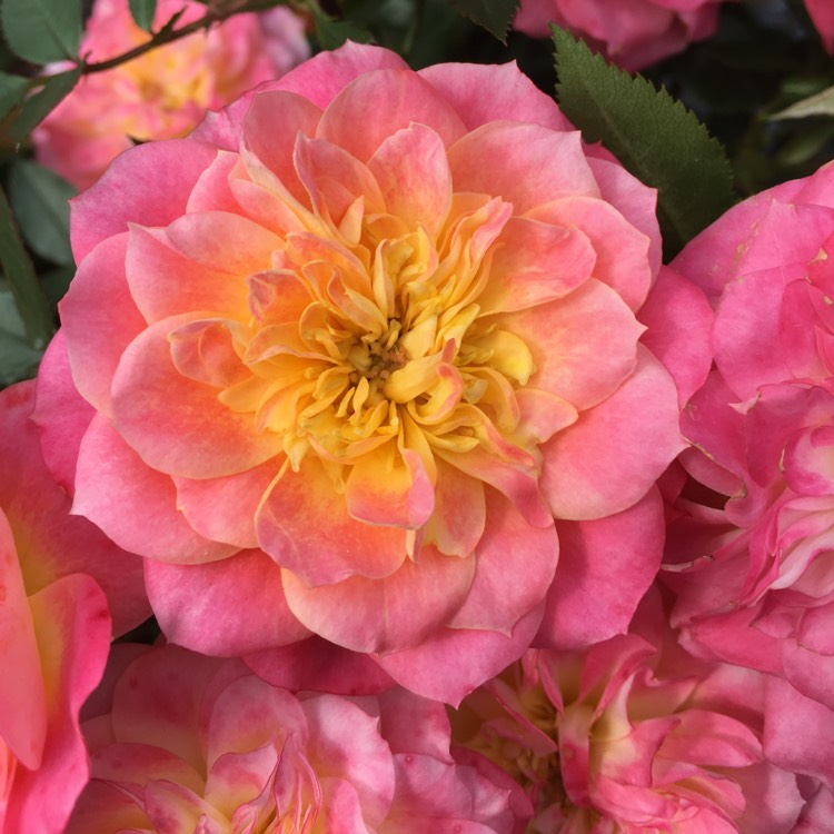 plant image 213341
