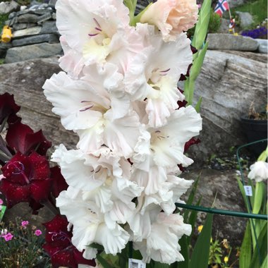 Malin's garden