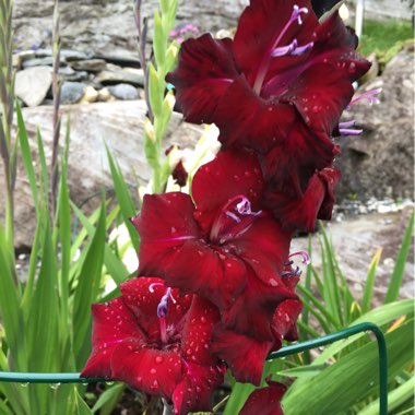 Malin's garden