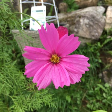 Malin's garden