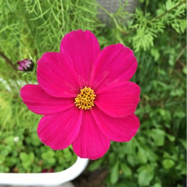 Malin's garden