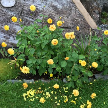 Malin's garden