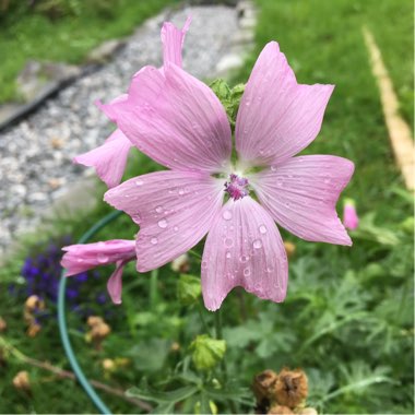 Malin's garden