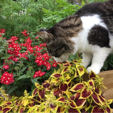 Malin's garden