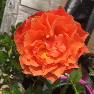 Malin's garden