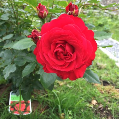 Malin's garden