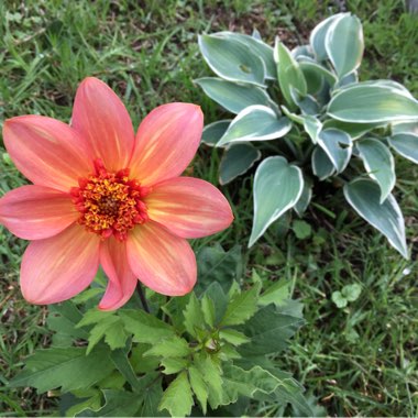 Malin's garden