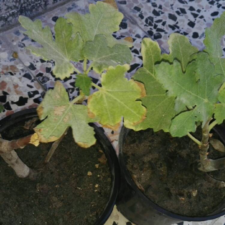 Plant image Ficus carica 'Panachee'