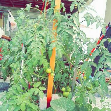 Sweet 's garden