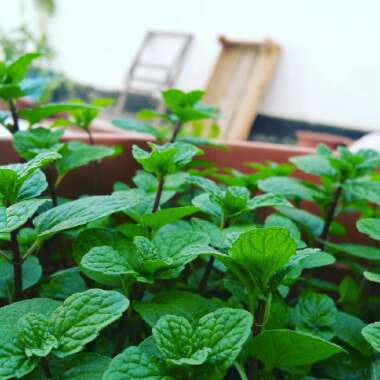 Sweet 's garden