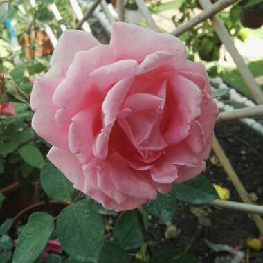 Sweet 's garden