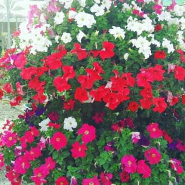 Sweet 's garden