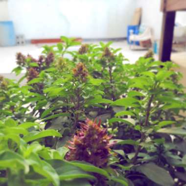 Sweet 's garden