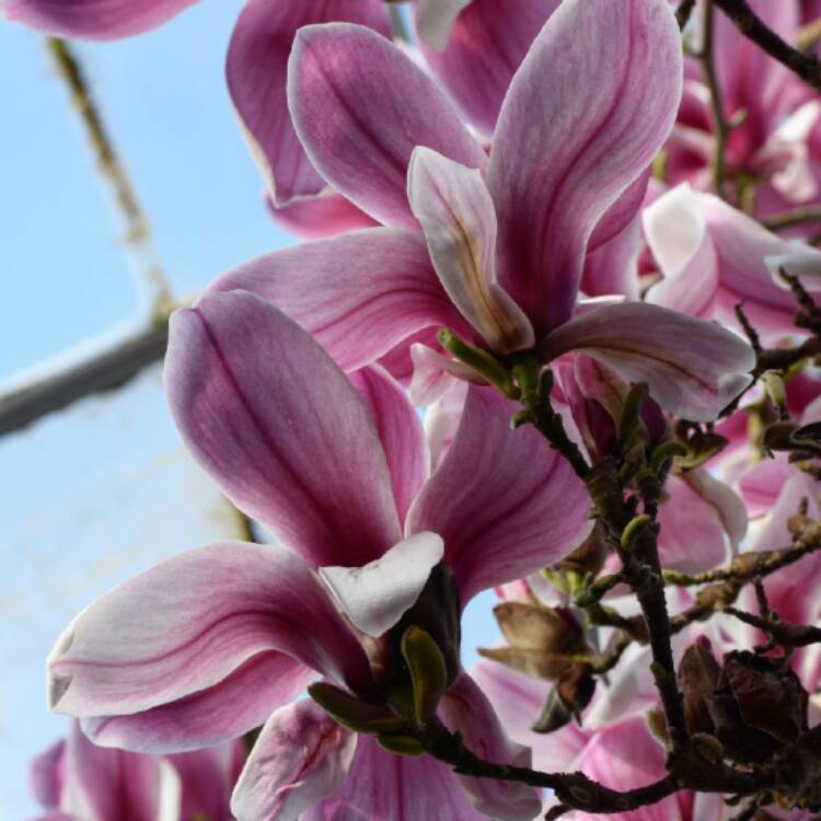 Plant image Magnolia sprengeri