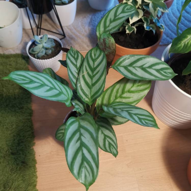 plant image 1239077