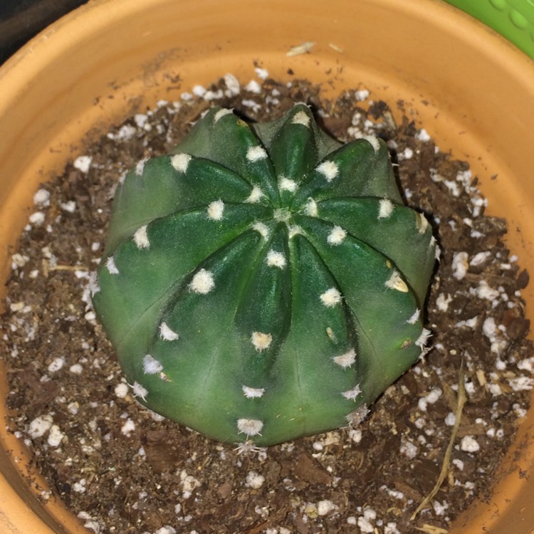 plant image 496142 plant image 496142