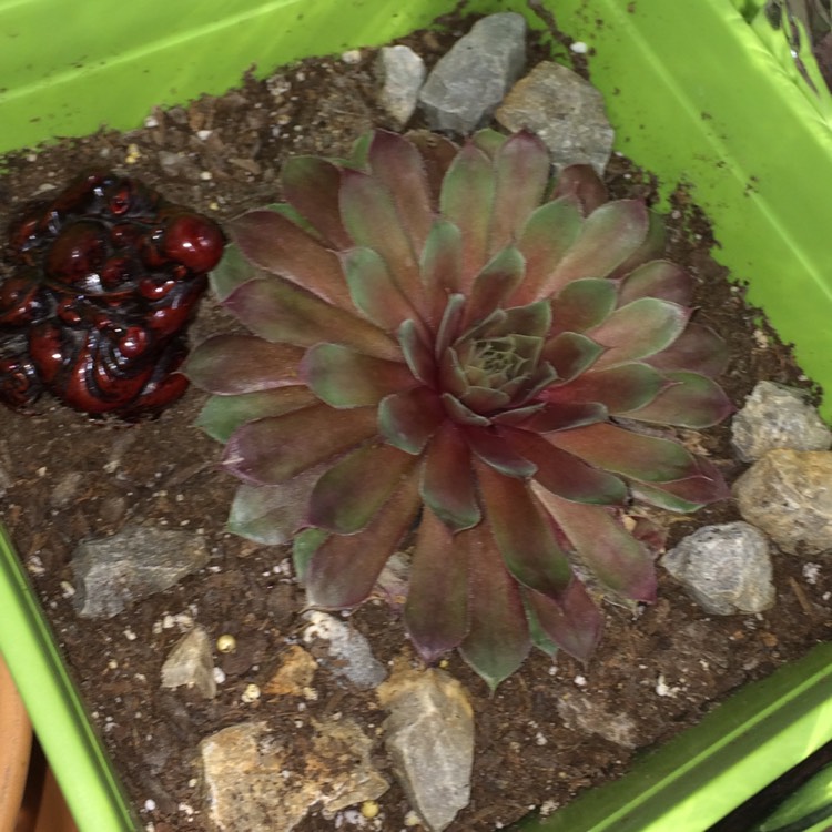 Plant image Sempervivum Bronco