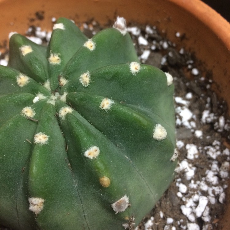 plant image 674208 plant image 674208