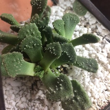 Aloinopsis luckhoffii