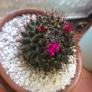 Peanut Cactus