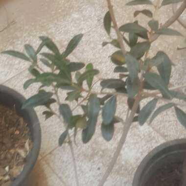 Olive 'Frantoio'