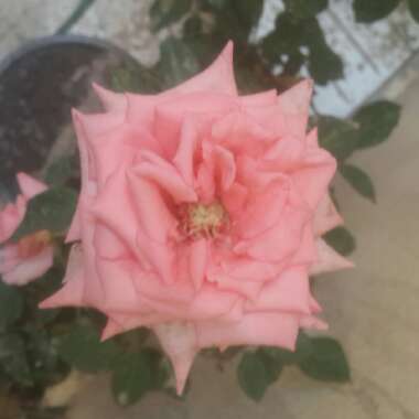 Rose 'The Children's Rose'