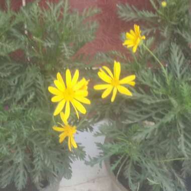 Grey-leaved Euryops 'Silver Star'