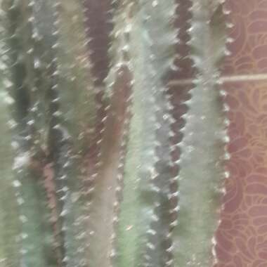 Euphorbia Minima