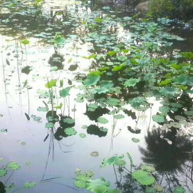 Hadeer's garden