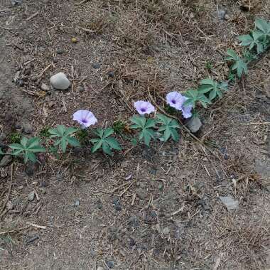 Hadeer's garden