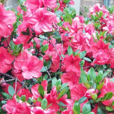 Azalea