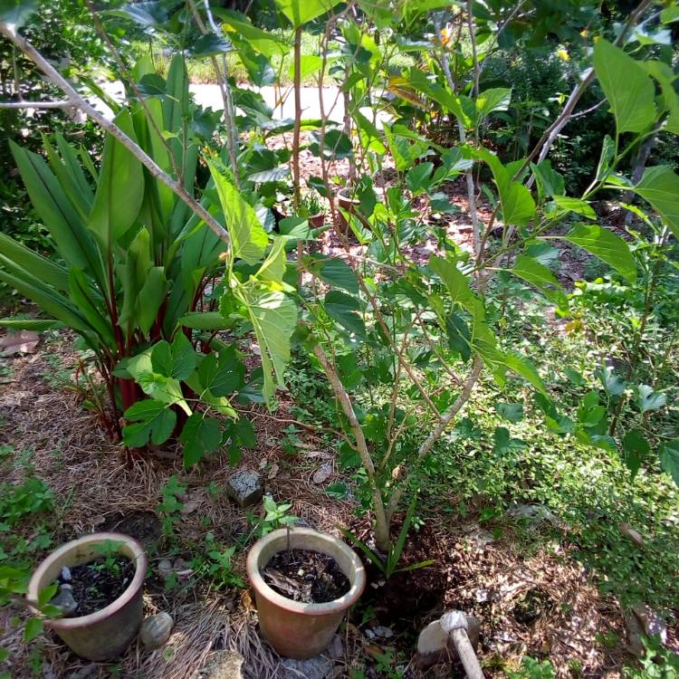 Plant image Morus Alba