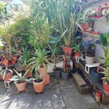 Mark's garden