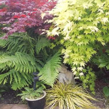 Mark's garden