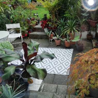 Mark's garden