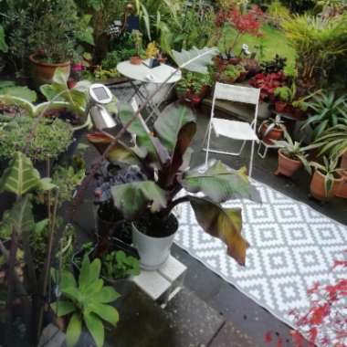 Mark's garden
