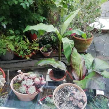 Mark's garden
