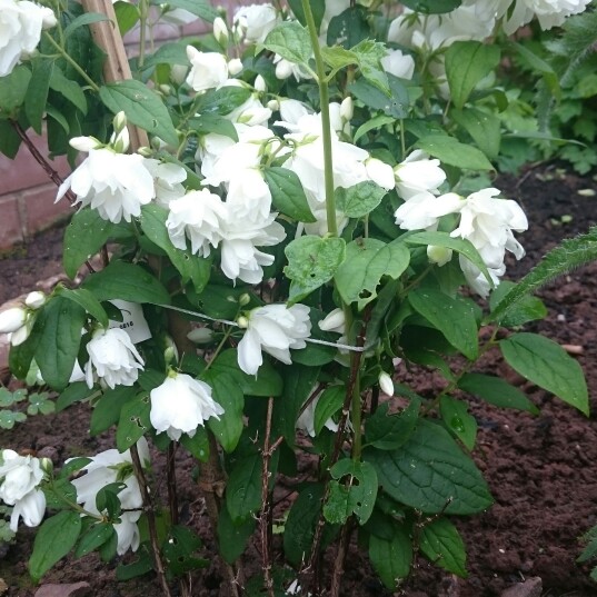 Plant image Philadelphus 'Snowbelle'
