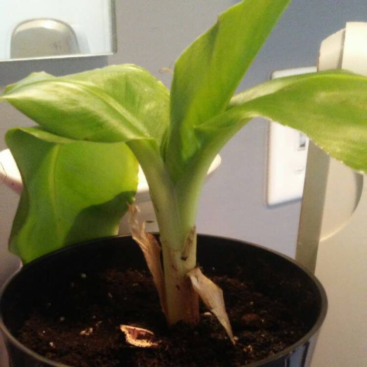 plant image 461552