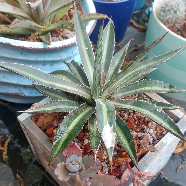 plant image 1004713