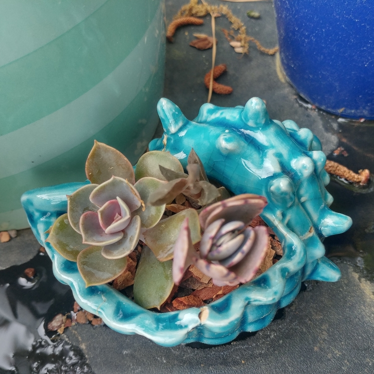 plant image 1004733