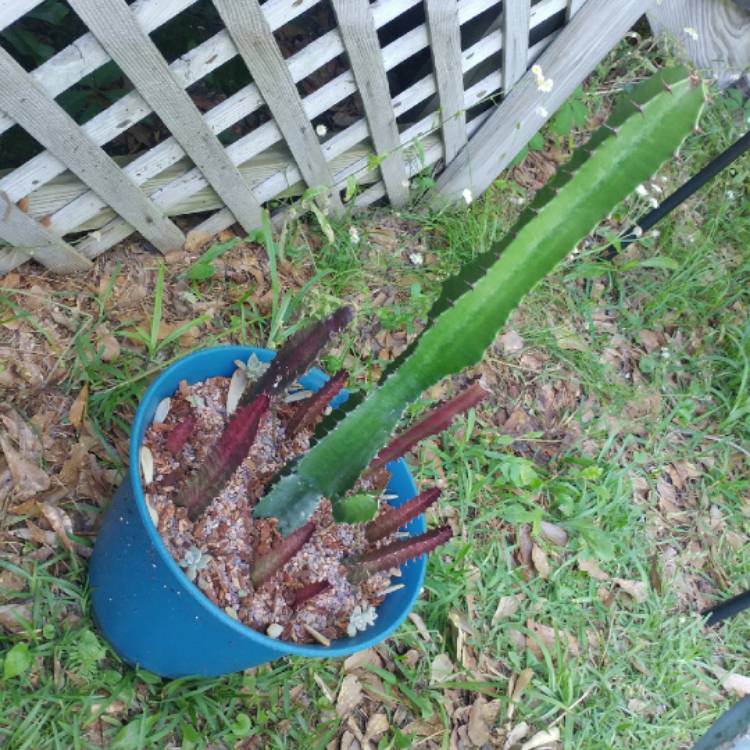 plant image 1005691 plant image 1005691