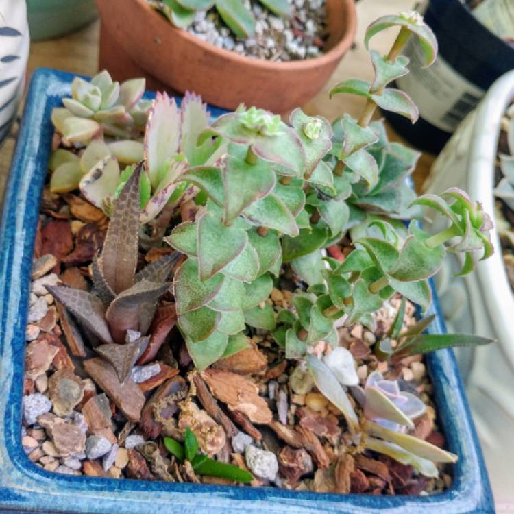plant image 1005770