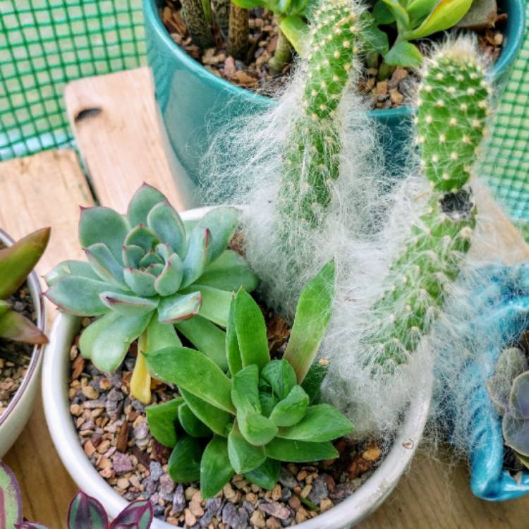 plant image 1005816